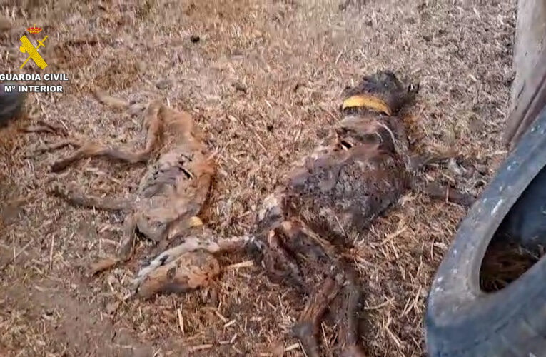 Tragedy in Badajoz: Guardia Civil Finds 32 Dogs Dead on Rural Property