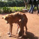 A_female_dog_with_her_infants_at_Law_Garden,_Ahmedabad
<span class="bsf-rt-reading-time"><span class="bsf-rt-display-label" prefix="Reading Time"></span> <span class="bsf-rt-display-time" reading_time="3"></span> <span class="bsf-rt-display-postfix" postfix="mins"></span></span><!-- .bsf-rt-reading-time -->