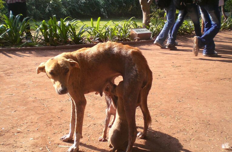 When should you spay a female dog? Major review finds the science on puberty timing is thin