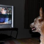 Dogs Have TV Preferences—And It’s All About Personality, Study Finds