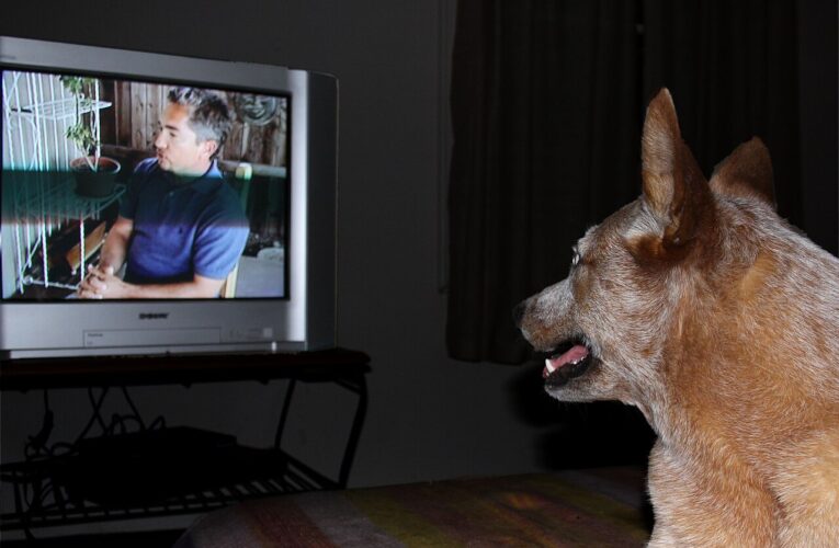 Dogs Have TV Preferences—And It’s All About Personality, Study Finds