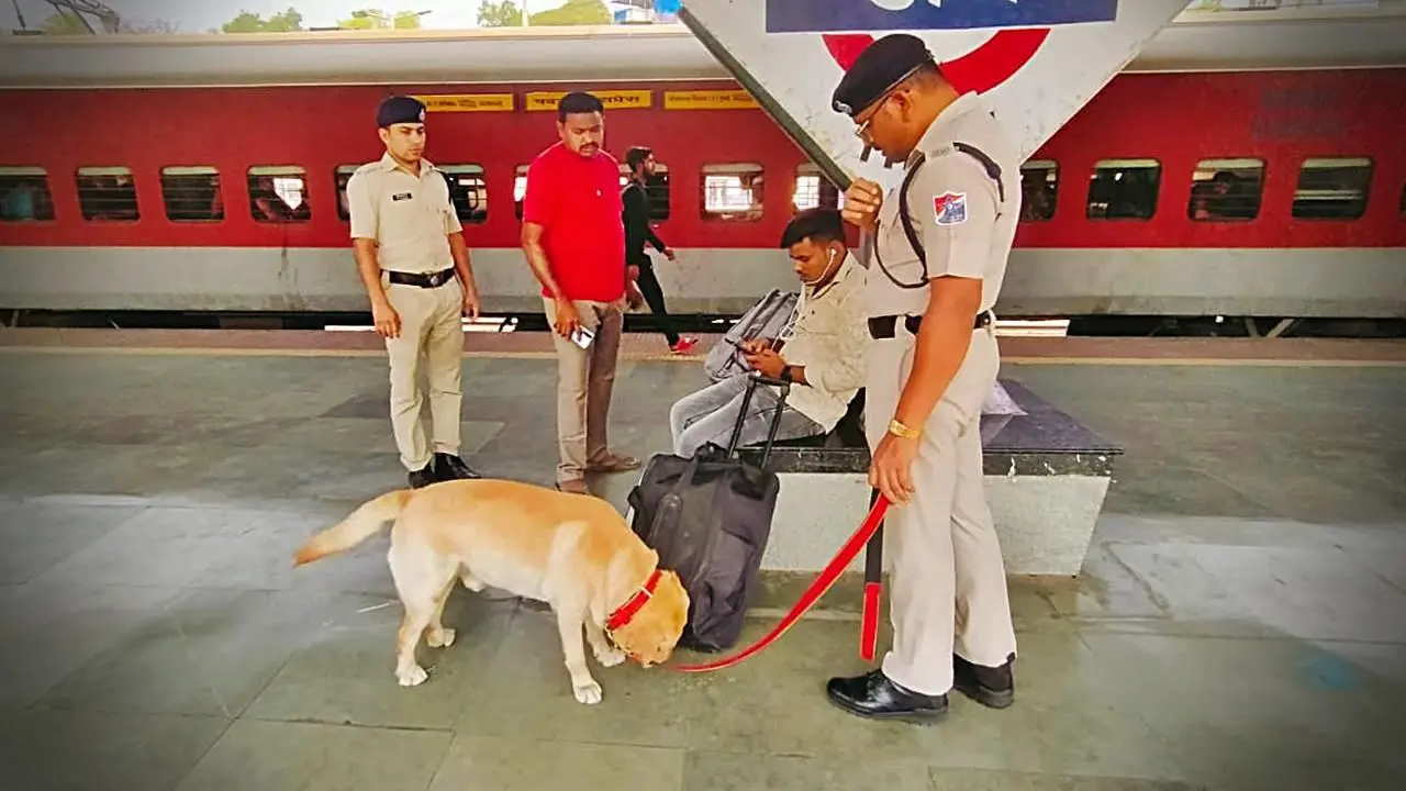 Sniffer dogs