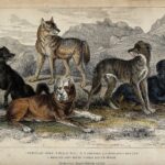 Five_different_specimen_of_dogs,_domesticated_and_wild,_are_Wellcome_V0021270
<span class="bsf-rt-reading-time"><span class="bsf-rt-display-label" prefix="Reading Time"></span> <span class="bsf-rt-display-time" reading_time="1"></span> <span class="bsf-rt-display-postfix" postfix="mins"></span></span><!-- .bsf-rt-reading-time -->