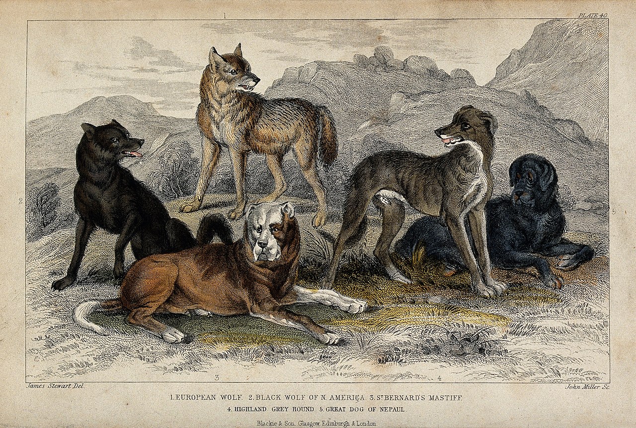 How the Fierce Wolf Became Your Loyal Dog: A New Origin Story