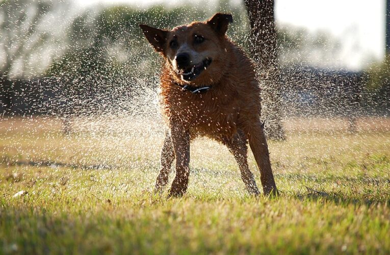The science behind the “wet dog shake”: gentle‑touch nerves trigger a powerful cleanup reflex