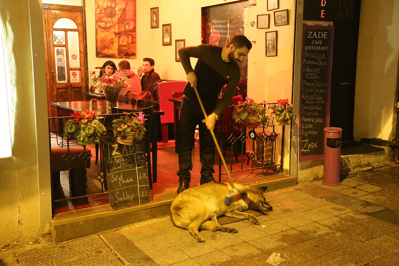 Dog Phobia Shapes Stray Dog Policy in Türkiye, National Study Finds