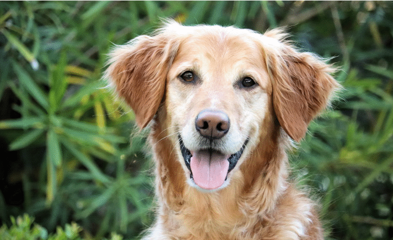 Novel Cancer Vaccine Brings New Hope to Dogs—and Their Families