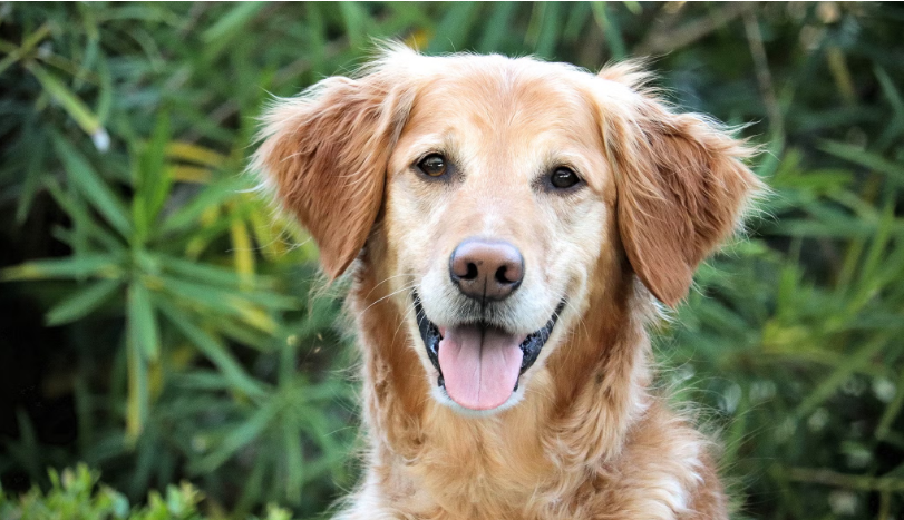 Novel Cancer Vaccine Brings New Hope to Dogs—and Their Families