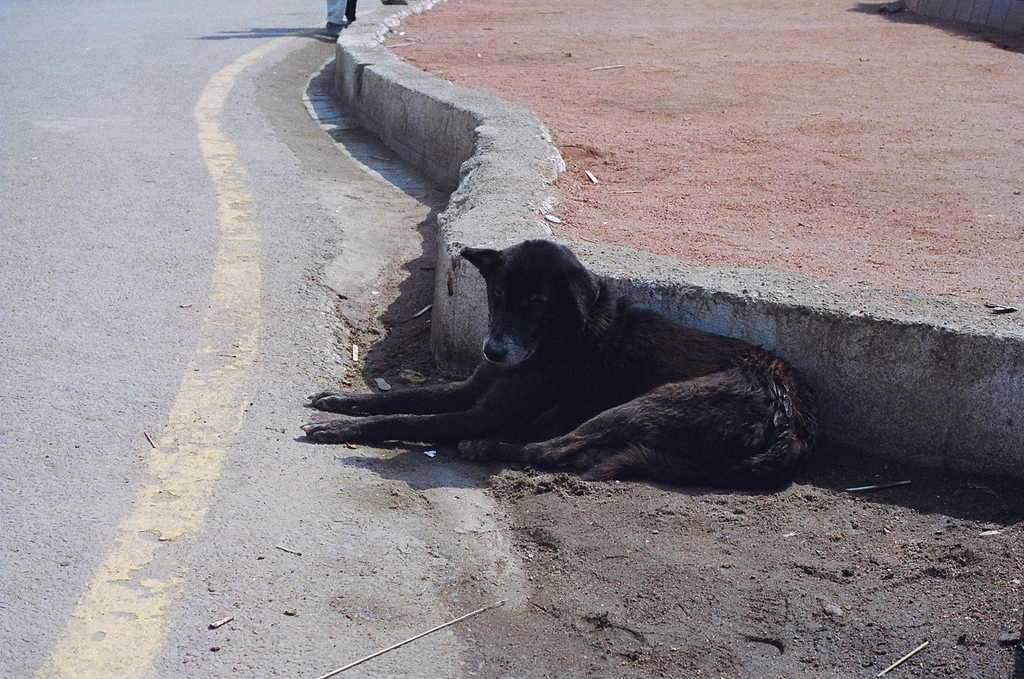 Delhi’s stray dog crisis meets the courts: Can shelters curb rabies without sacrificing welfare?