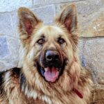animal-3473313_1280
<span class="bsf-rt-reading-time"><span class="bsf-rt-display-label" prefix="Reading Time"></span> <span class="bsf-rt-display-time" reading_time="1"></span> <span class="bsf-rt-display-postfix" postfix="mins"></span></span><!-- .bsf-rt-reading-time -->