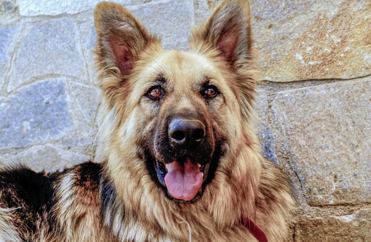 Unleashing the Truth: The Surprising Impacts of Neutering Male Dogs on Behavior