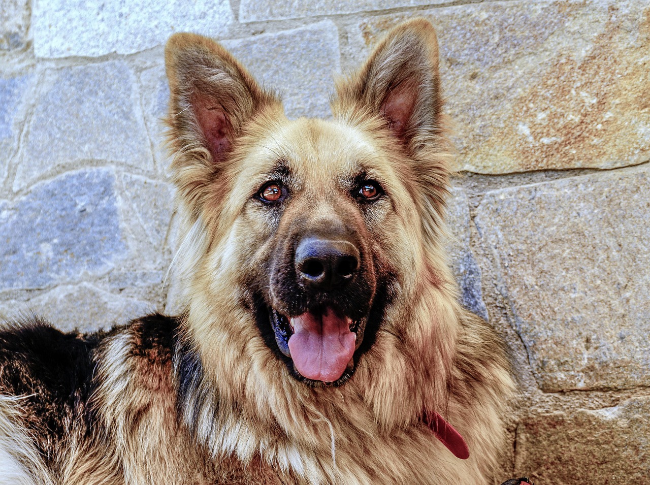 Unleashing the Truth: The Surprising Impacts of Neutering Male Dogs on Behavior
