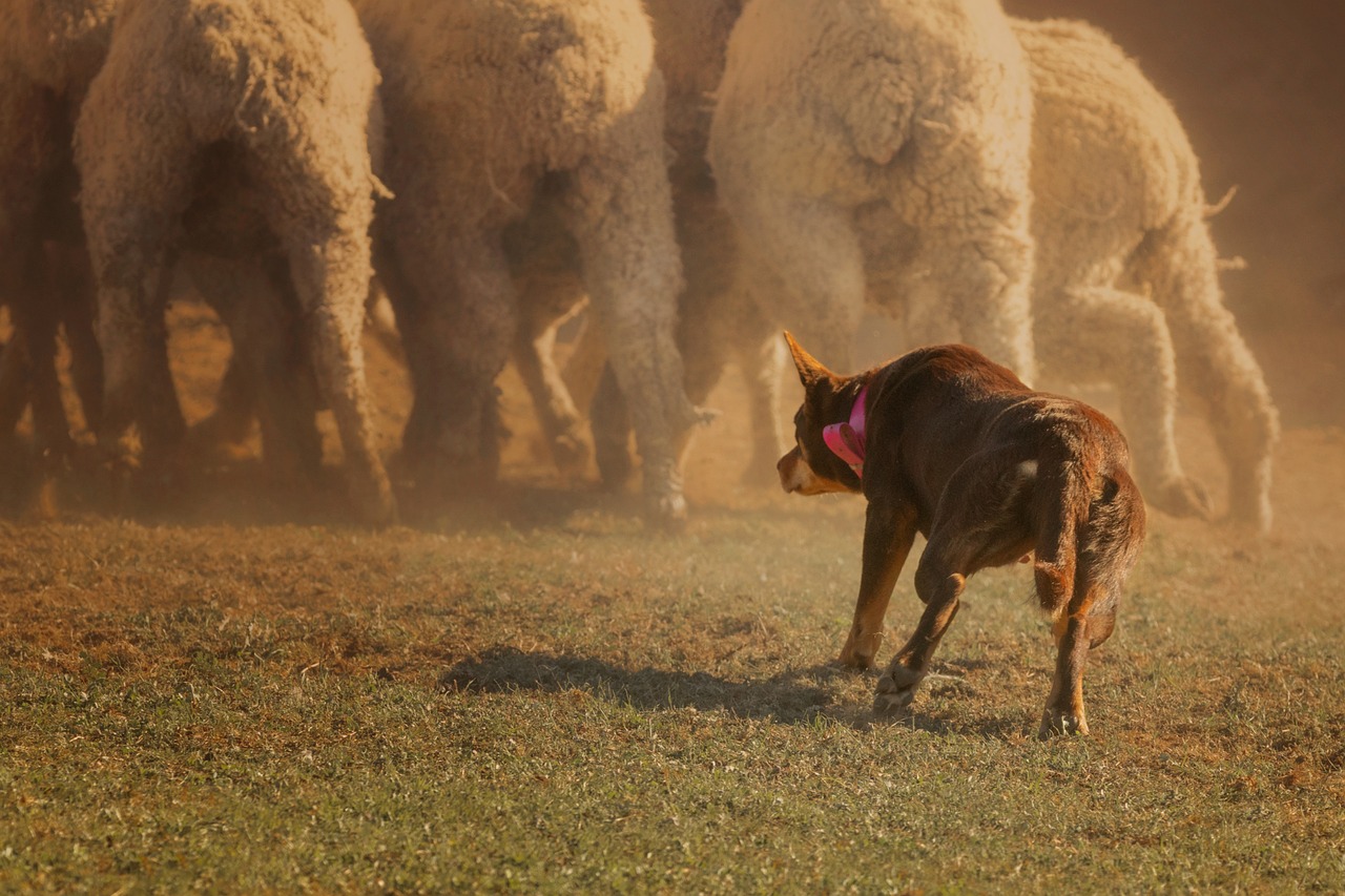 Australia’s $3 Billion Workforce on Four Legs: The Economic Power of Working Dogs
