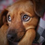 dog-3071334_1280
<span class="bsf-rt-reading-time"><span class="bsf-rt-display-label" prefix="Reading Time"></span> <span class="bsf-rt-display-time" reading_time="3"></span> <span class="bsf-rt-display-postfix" postfix="mins"></span></span><!-- .bsf-rt-reading-time -->