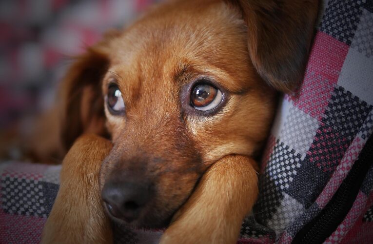 UK Puppy Buyers Unaware of Risks Behind Imported Dogs, RVC Studies Reveal