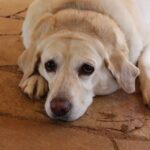 Study Identifies Dog Breeds Most Prone to Obesity