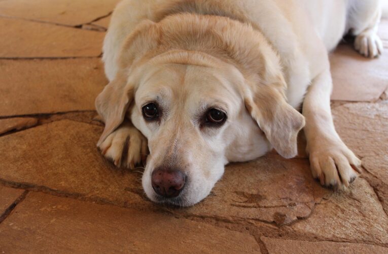 Study Identifies Dog Breeds Most Prone to Obesity