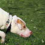 dog-467856_1280
<span class="bsf-rt-reading-time"><span class="bsf-rt-display-label" prefix="Reading Time"></span> <span class="bsf-rt-display-time" reading_time="3"></span> <span class="bsf-rt-display-postfix" postfix="mins"></span></span><!-- .bsf-rt-reading-time -->