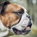 Doggy breath isn’t “just a dog thing”: what a new survey gets right about canine dental care