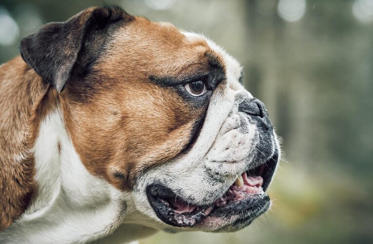 Doggy breath isn’t “just a dog thing”: what a new survey gets right about canine dental care