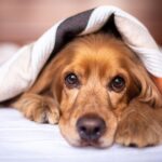 New Clinical Trial Targets Thunderstorm Anxiety in Dogs