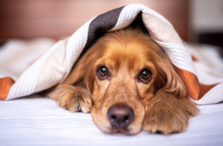 New Clinical Trial Targets Thunderstorm Anxiety in Dogs