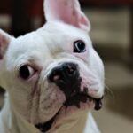 french-bulldog-5227579_1280
<span class="bsf-rt-reading-time"><span class="bsf-rt-display-label" prefix="Reading Time"></span> <span class="bsf-rt-display-time" reading_time="1"></span> <span class="bsf-rt-display-postfix" postfix="mins"></span></span><!-- .bsf-rt-reading-time -->