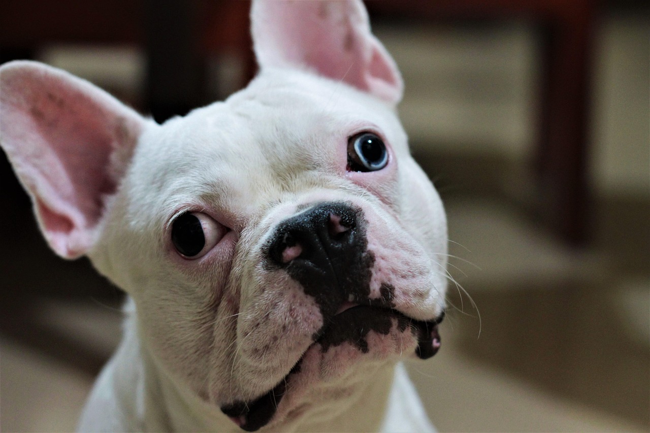 Selection for short-nose and small size creates a behavioural trade-off in dogs