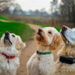 golden-retriever-4025683_1280
<span class="bsf-rt-reading-time"><span class="bsf-rt-display-label" prefix="Reading Time"></span> <span class="bsf-rt-display-time" reading_time="4"></span> <span class="bsf-rt-display-postfix" postfix="mins"></span></span><!-- .bsf-rt-reading-time -->