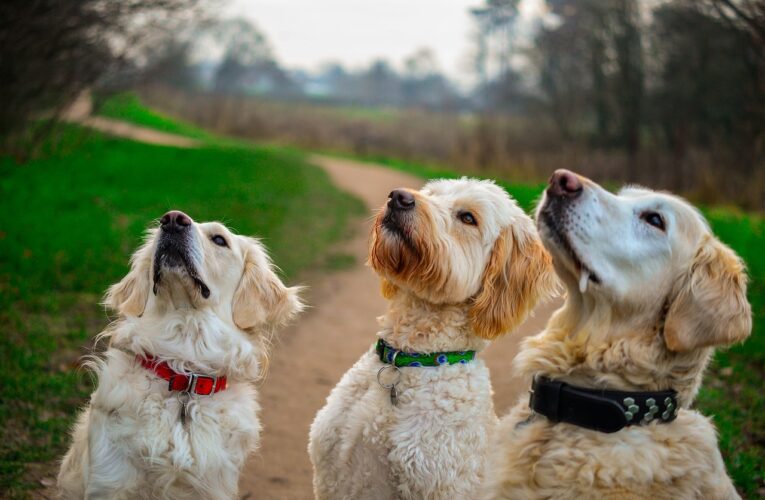 Dogs may not build “reputations” of generous or selfish people, even with age, study finds