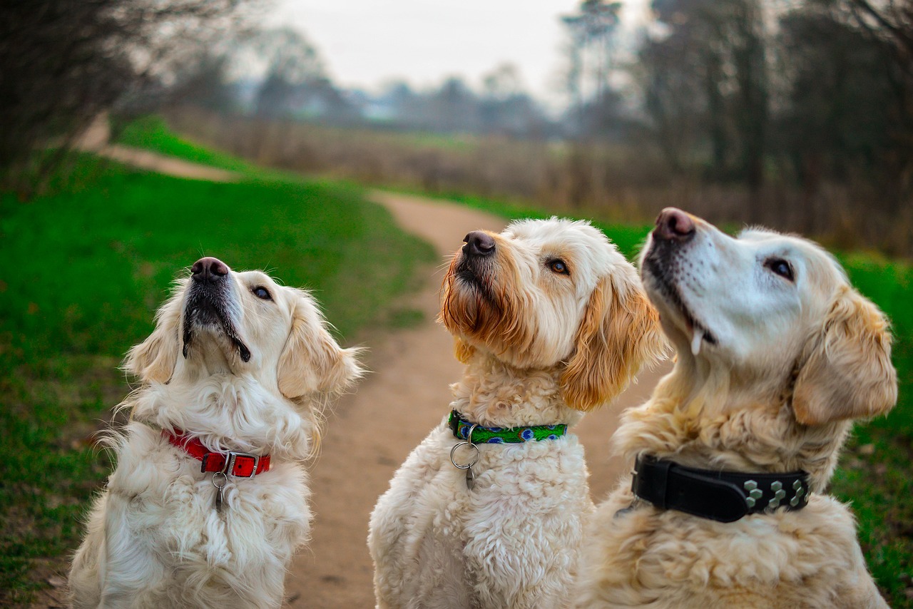 Dogs may not build “reputations” of generous or selfish people, even with age, study finds