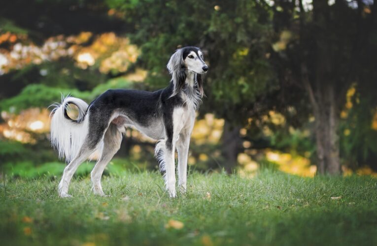 Are Purebred Dogs Really Less Healthy? The Evidence Tells a More Nuanced Story