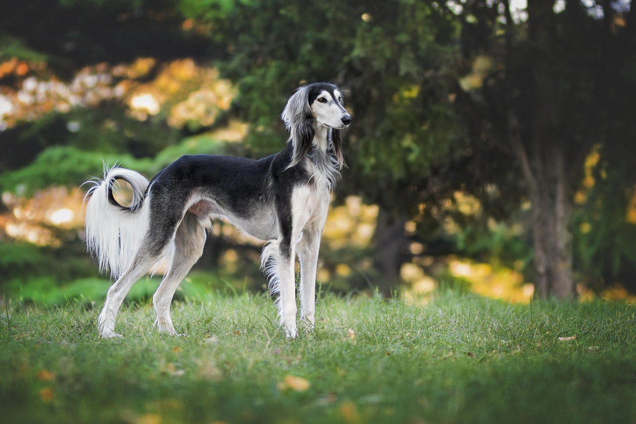 Are Purebred Dogs Really Less Healthy? The Evidence Tells a More Nuanced Story