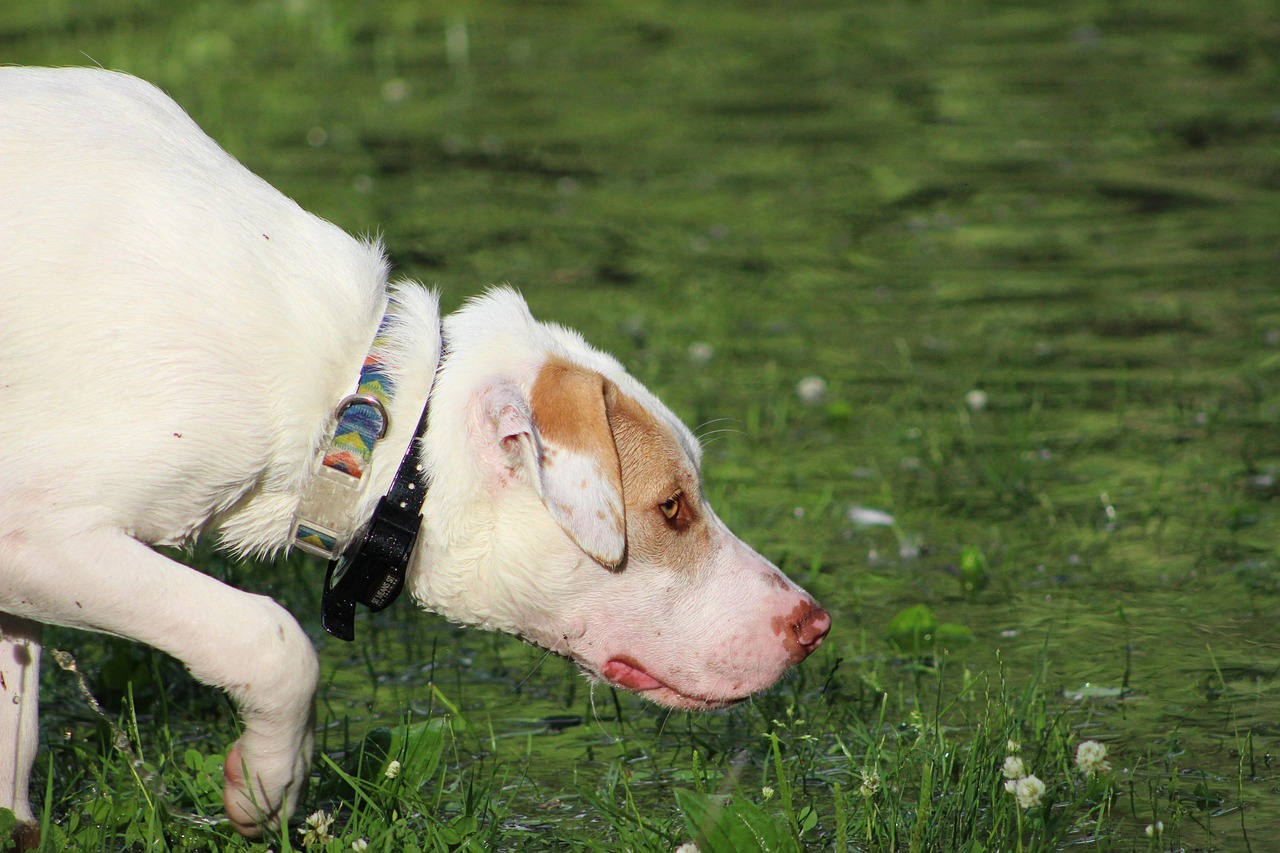 Dogs as Early Detectors of Parkinson’s Disease: A New Frontier in Neurological Diagnosis