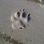 dog-paw-49539_1280
<span class="bsf-rt-reading-time"><span class="bsf-rt-display-label" prefix="Reading Time"></span> <span class="bsf-rt-display-time" reading_time="3"></span> <span class="bsf-rt-display-postfix" postfix="mins"></span></span><!-- .bsf-rt-reading-time -->