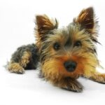 yorkshire-terrier-790361_1280
<span class="bsf-rt-reading-time"><span class="bsf-rt-display-label" prefix="Reading Time"></span> <span class="bsf-rt-display-time" reading_time="4"></span> <span class="bsf-rt-display-postfix" postfix="mins"></span></span><!-- .bsf-rt-reading-time -->