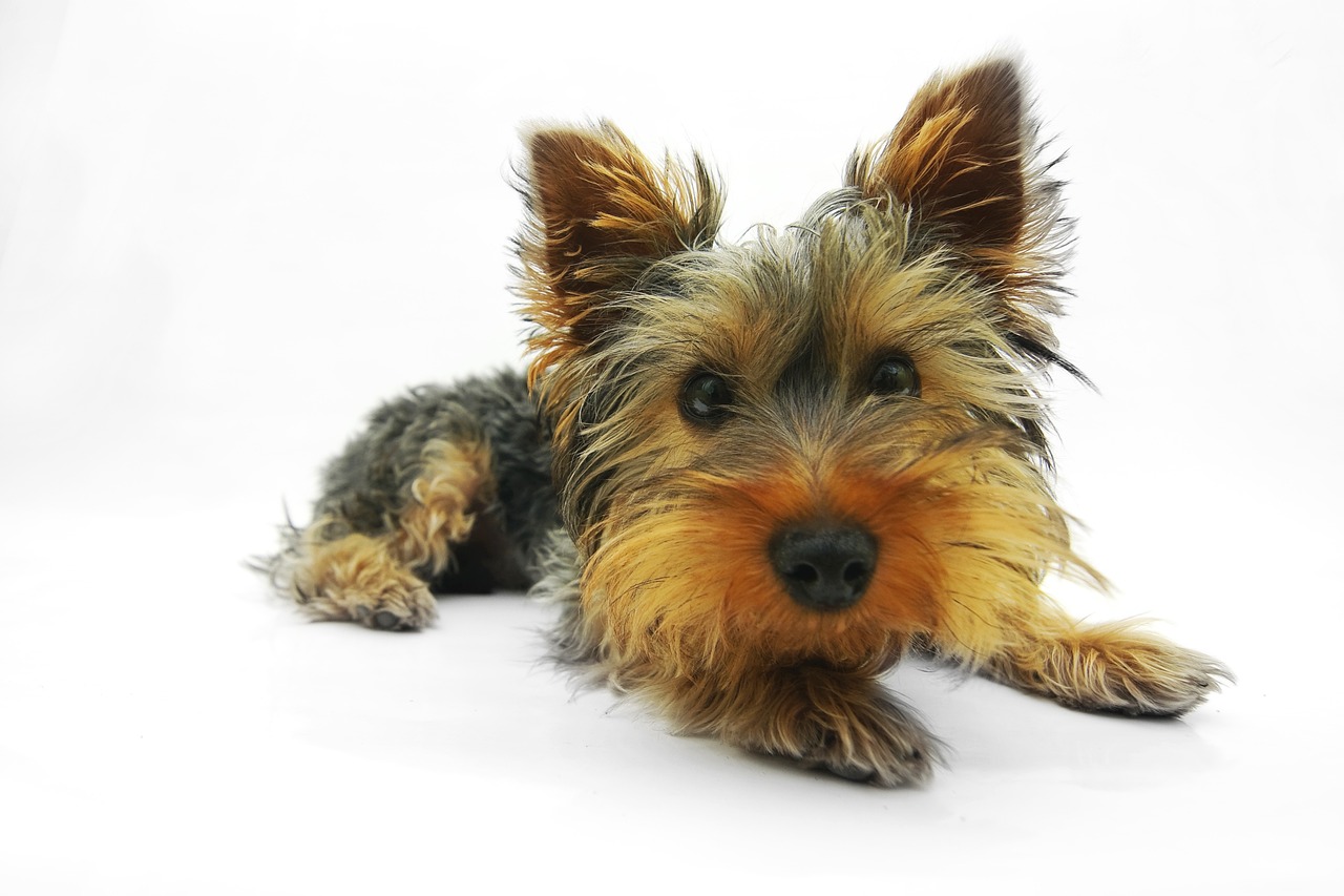 Naughty by Nature: The Dog Breeds Most Likely to Cause Puppy Mayhem