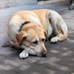 New 40-Minute Test Reveals How Dogs' Memory Changes With Age 43_Old_dog_-_senior_labrador_dog_with_collar_resting_on_sidewalk