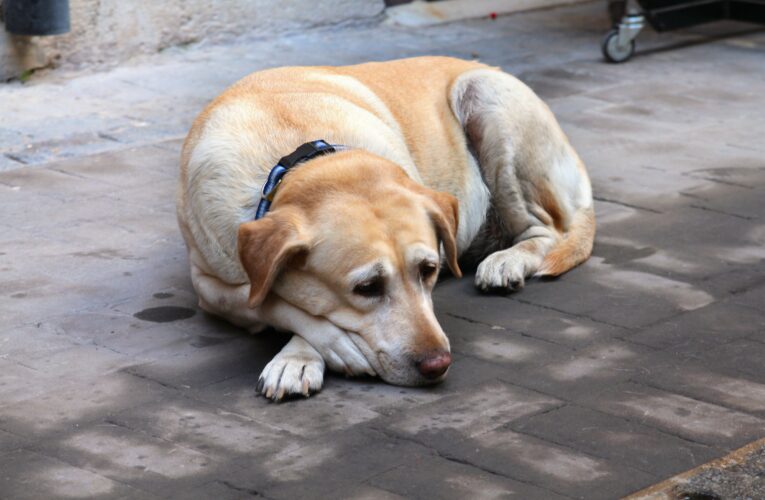 New 40-Minute Test Reveals How Dogs’ Memory Changes With Age