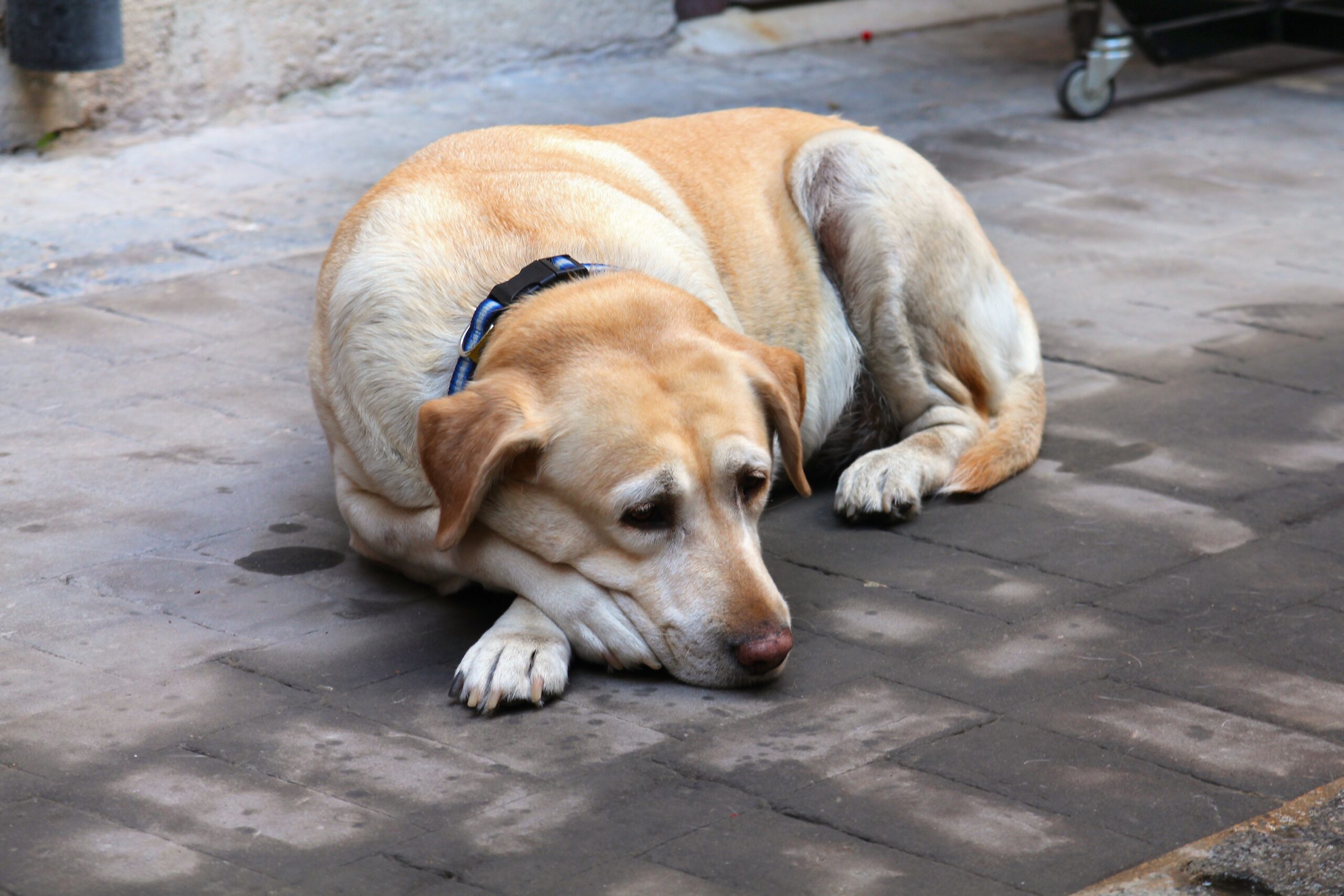 New 40-Minute Test Reveals How Dogs’ Memory Changes With Age