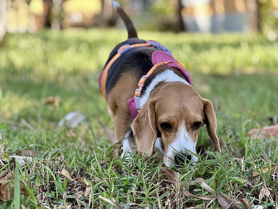 Are Dogs Optimists or Pessimists? New Review of 32 Studies Reveals Important Clues