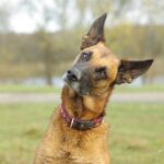 Boss,_prawie_owczarek_belgijski_Malinois_(2007-11-04)_1