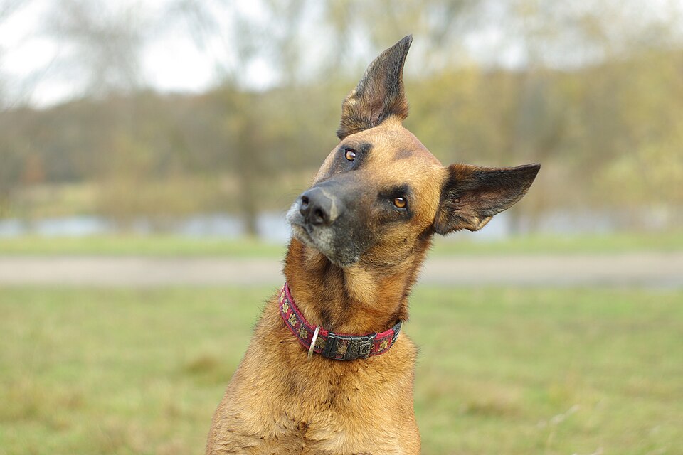 Can Dogs Hear Shapes? New Italian Study Reveals a Surprising Connection