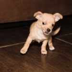 Why Do Chihuahuas Have Soft Spots in Their Skulls? New Study Offers Clues Chihuahua_female_two_months_20250903