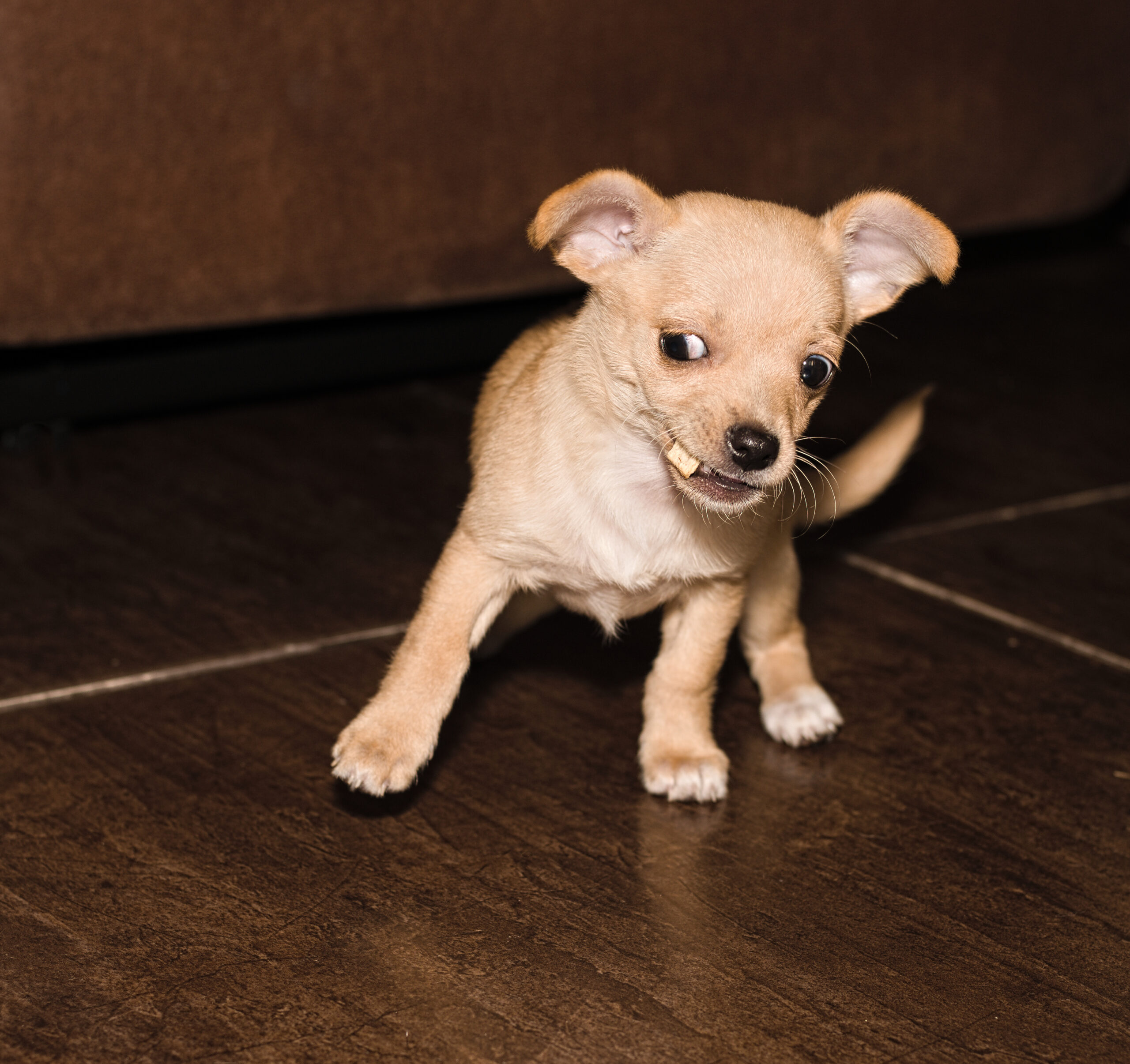 Why Do Chihuahuas Have Soft Spots in Their Skulls? New Study Offers Clues