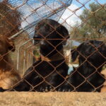 New Study Reveals Why Shelter Dogs Face Different Parasite Risks Across Portugal Dogs at an animal shelter in Estômbar, Portugal, photographed in 2014. The photograph illustrates a new study examining intestinal parasite risks in Portuguese shelters. Photo: muffinn / Wikimedia Commons, CC BY 2.0.