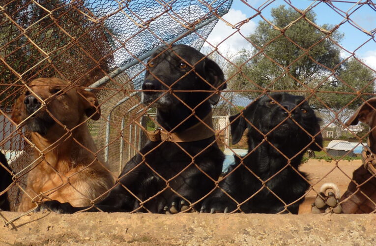 Dogs at an animal shelter in Estômbar, Portugal, photographed in 2014. The photograph illustrates a new study examining intestinal parasite risks in Portuguese shelters. Photo: muffinn / Wikimedia Commons, CC BY 2.0.