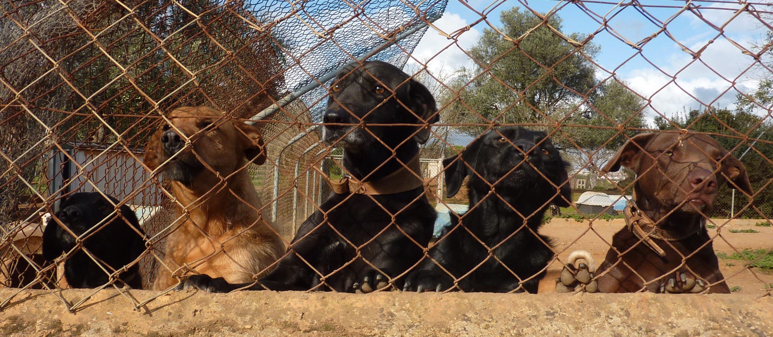 New Study Reveals Why Shelter Dogs Face Different Parasite Risks Across Portugal