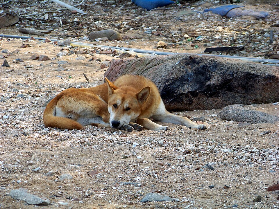 South Korea Closes 87% of Dog Meat Farms, but 7,600 Dogs Still Remain