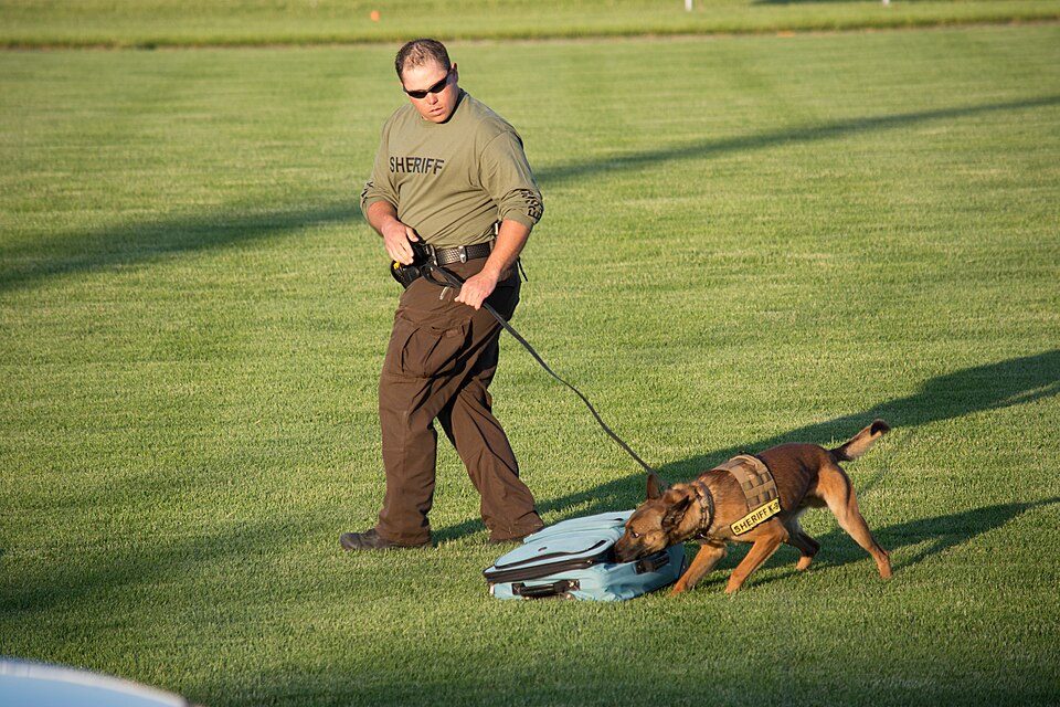 Can an Electronic Nose Help Police Dogs Find Missing People? Australian Study Offers Clues